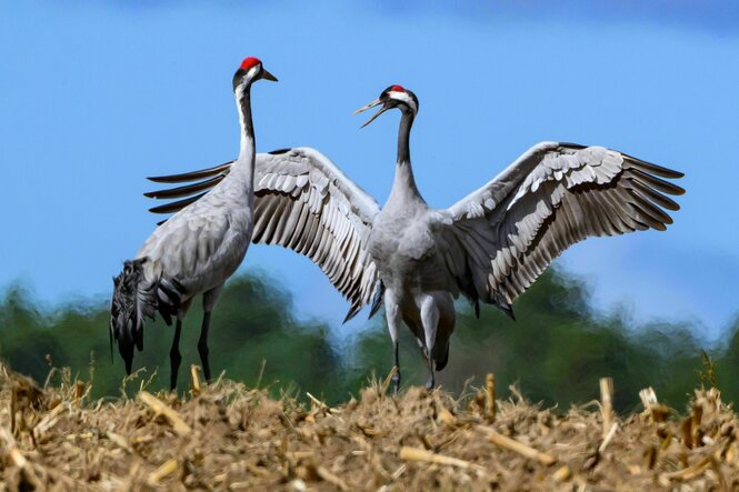 Zwei Kraniche (Grus grus) stehen auf einem abgeernteten Maisfeld, der eine spannt seine Flügel