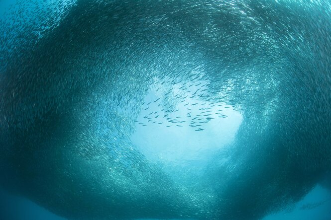 Ein riesiger Fischschwarm