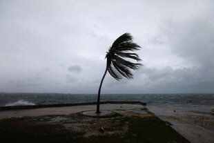 Eine einsame vom Wind zerzauste Palme an einem Strand vor dunklem Wolkenhimmel