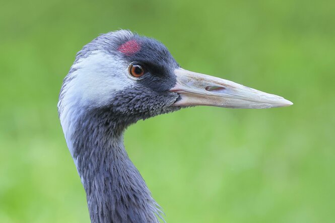 Kopf eines Kranichs