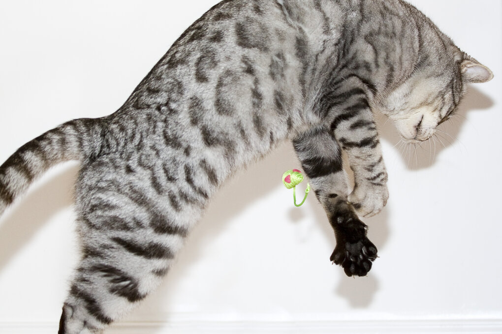 Eine Katze springt nach einer Spielzeugmaus