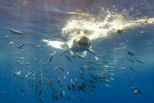 Ein Hai schwimmt durch einen sich zerstäubenden Fischschwarm