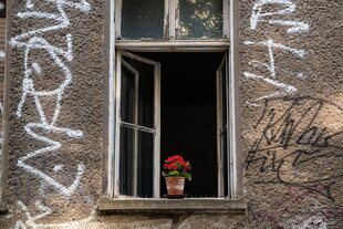 Eine einzelne Topfpflanze auf der Fensterbank eines alten Wohnhauses