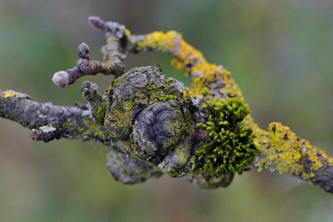 Golhaarmoosgeflecht auf einem Ast