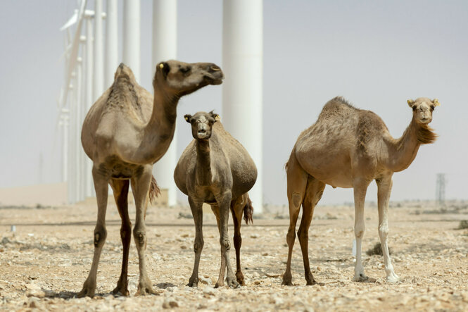 Drei Kamele vor Windrädern in der Wüste
