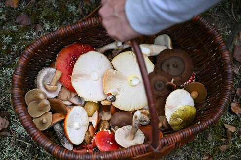 Sammlerkörbchen mit Pilzen