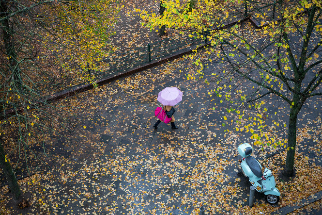 Eine Frau mit einem Lilafarbenen Regenschirm läuft durch Herbstlaub auf einem Gehweg