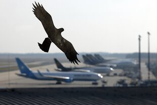Die Silhouette eines Greifvogels klebt auf der Fensterscheibe, durch die man auf das Rollfeld eines Flughafens blickt