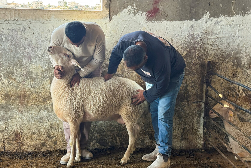Zwei Männer inspizieren ein Schaf