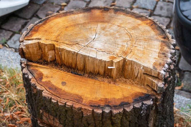 Ein frisch abgesägter Baumstumpf