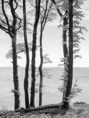 Dünne Bäume vor nebeligem Horizont - Fotokunst von Loredana Nemes