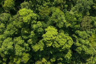 Regenwaldbäume von oben