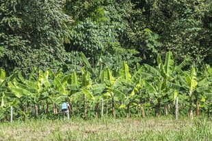 Bananenplantage vor einem Wald - ein einzelner Arbeiter mit Pfalnzenschutzmitteln auf dem Rücken, sprüht einsam vor sich hin