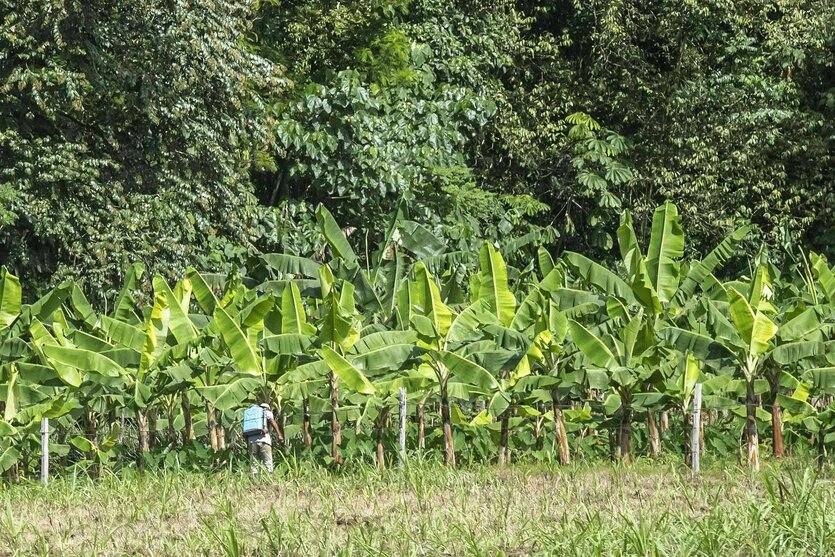 Bananenplantage vor einem Wald - ein einzelner Arbeiter mit Pfalnzenschutzmitteln auf dem Rücken, sprüht einsam vor sich hin