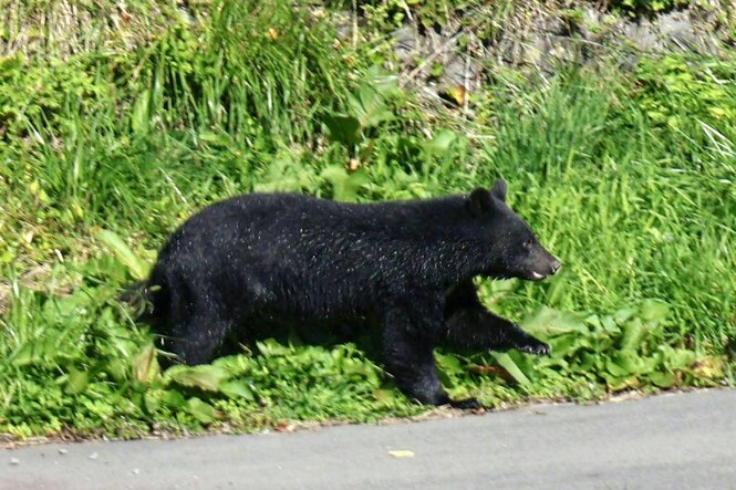 Ein Schwarzbär lautert an einem Straßenrand im Gras