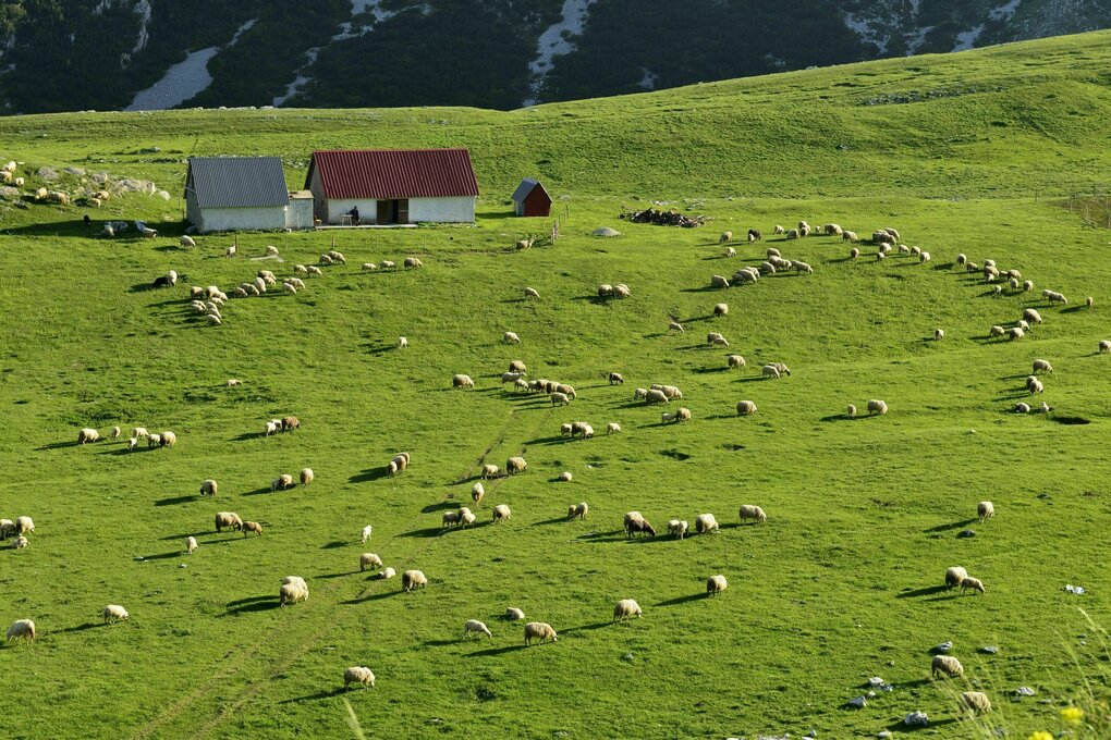 Schafe grasen auf einer Wiese