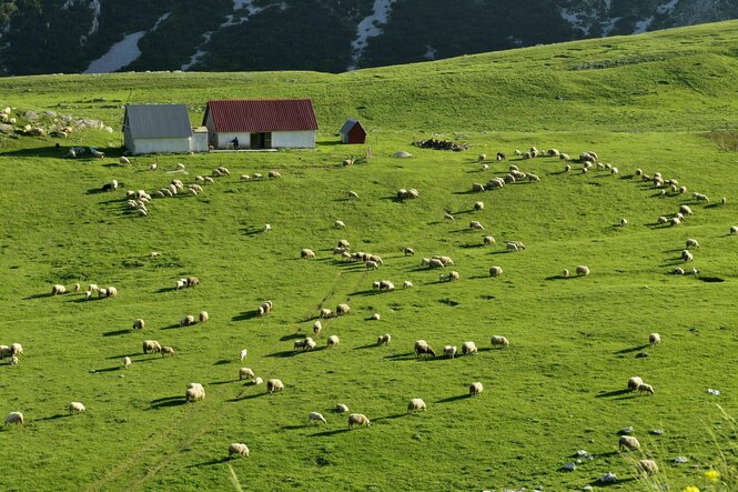 Schafe grasen auf einer Wiese