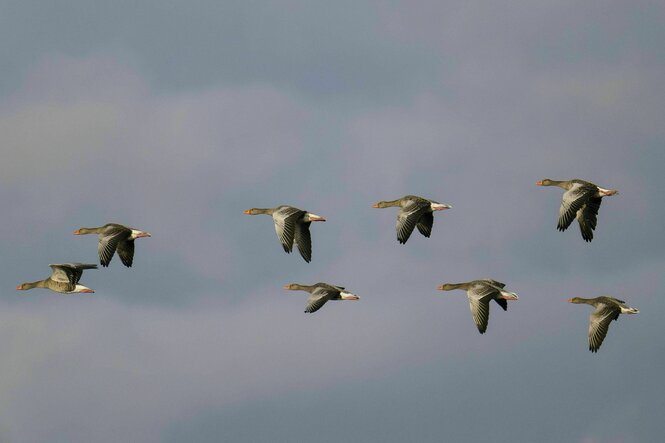 Graugänse fliegen in Formation am blaugrauen Himmel