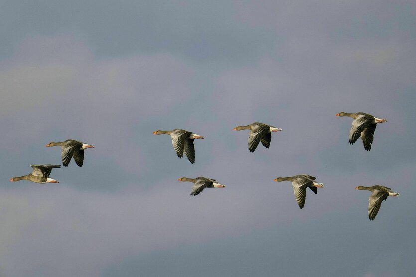 Graugänse fliegen in Formation am blaugrauen Himmel