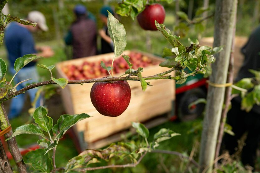 Ein Apfel hängt an einem Baum, im Hintergrund sind Erntehelfer zu sehen