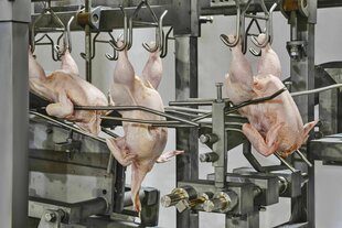In einem Verarbeitungsbetrieb sind drei geschlachtete Hühner an Haken aufgehängt