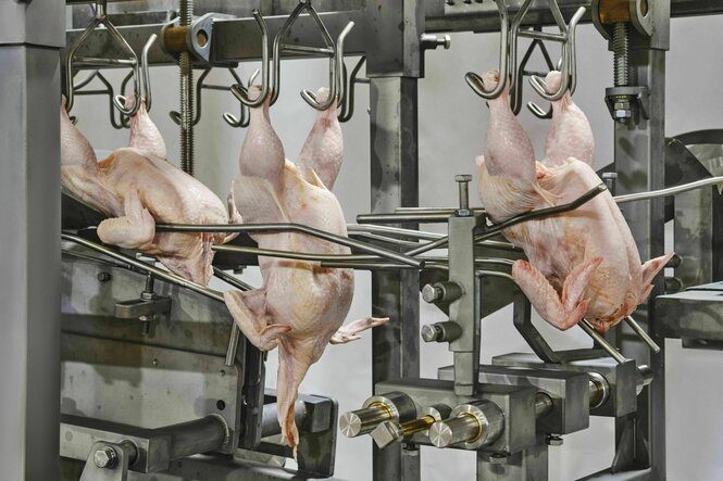 In einem Verarbeitungsbetrieb sind drei geschlachtete Hühner an Haken aufgehängt