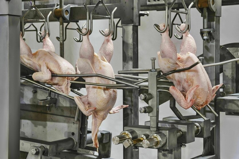In einem Verarbeitungsbetrieb sind drei geschlachtete Hühner an Haken aufgehängt