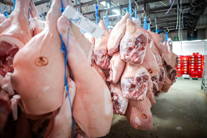Zerlegte Schweineteile hängen an Haken im Kühlhaus des Schlachthof Brand-Qualitätsfleisch in Lohne