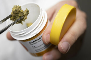 Cannabisblüten zur medizinischen Behandlung.