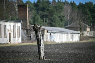 Ein Baumstumpf auf dem früheren Appellplatz der Mahn- und Gedenkstätte Ravensbrück