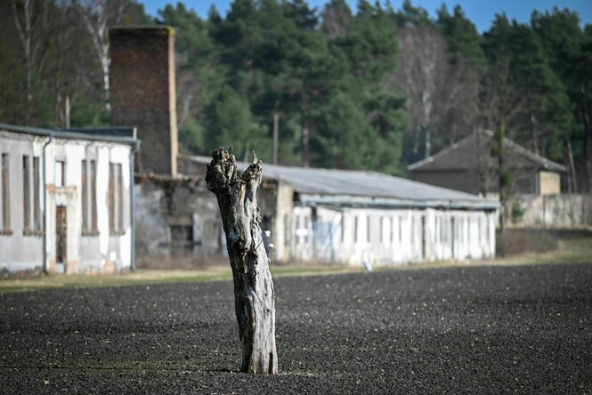 Ein Baumstumpf auf dem früheren Appellplatz der Mahn- und Gedenkstätte Ravensbrück