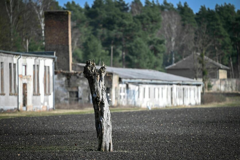 Ein Baumstumpf auf dem früheren Appellplatz der Mahn- und Gedenkstätte Ravensbrück