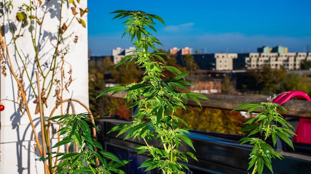 Eine Hanfpflanze auf dem Balkon eines Mietshauses