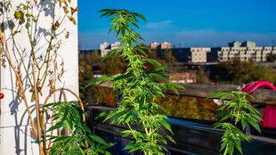 Eine Hanfpflanze auf dem Balkon eines Mietshauses