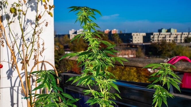 Eine Hanfpflanze auf dem Balkon eines Mietshauses