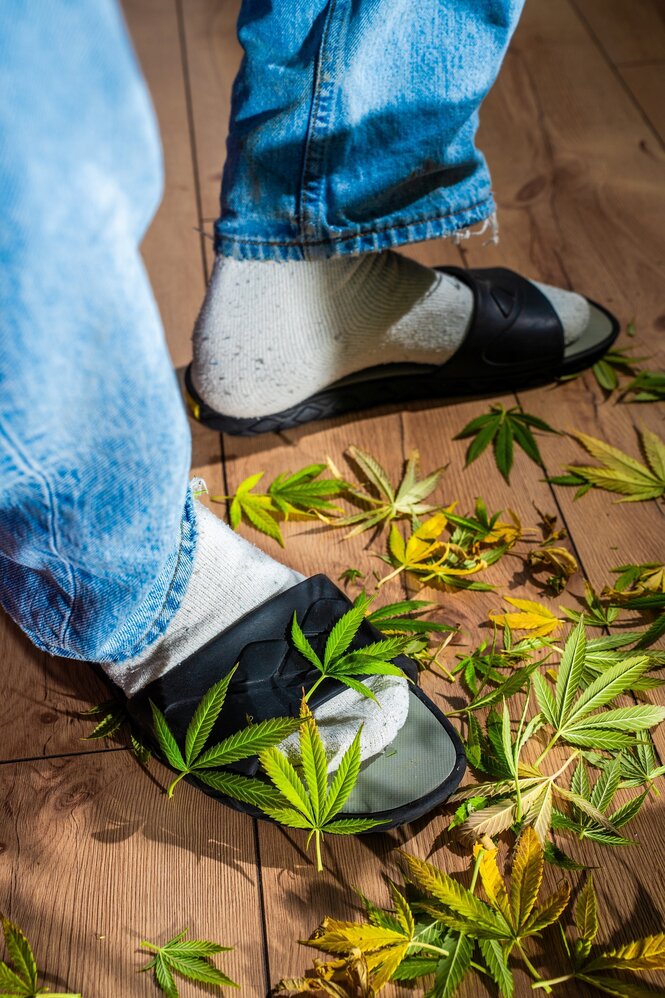 Männerbeine, die Füße stecken in weißen Socken und Badelatschen. Auf dem Boden liegen viele Hanfblätter