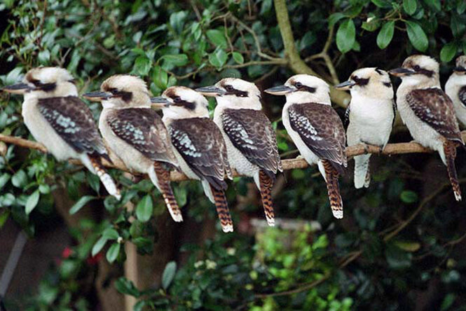 Acht australische Kookaburras sitzen in einer Reihe auf einem Ast eines alten Gummibaums