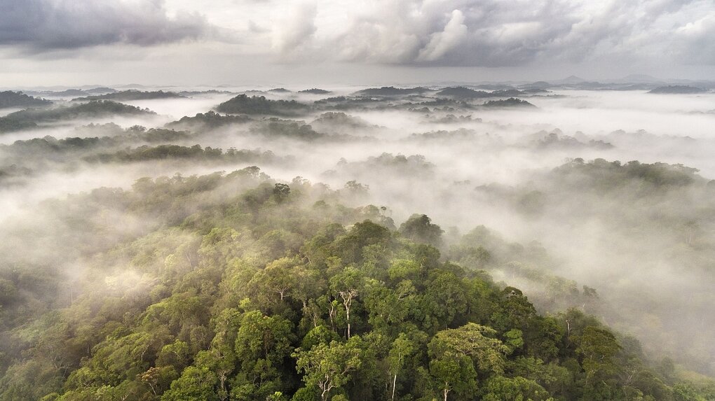 Landschaftsaufnahme vom Amazonas-Regenwald aus der Vogelperspektive