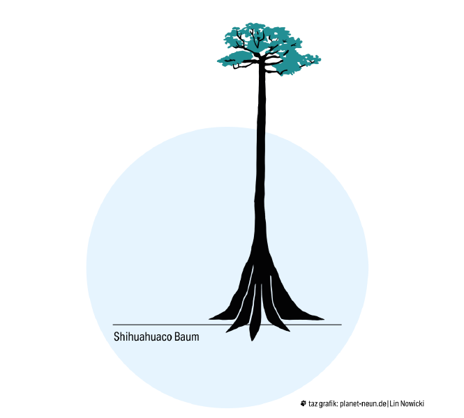 Der hohe Shihuahuacobaum hat einen ganz langen Stamm, starke Wurzeln und oben eine grüne Krone