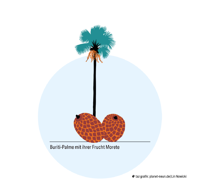 Abbild der Buriti-Palme und ihrer Frucht der Morete, die etwas wie ein Tannenzapfen aussieht