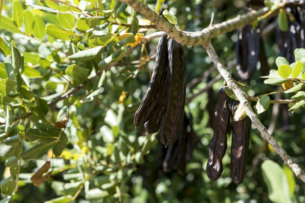 Nahaufnahme eine Johannesbrotbaums mit den brauen Schooten