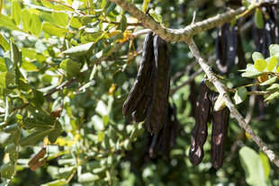 Nahaufnahme eine Johannesbrotbaums mit den brauen Schooten