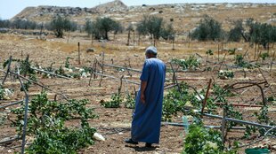 Ein palästinensischer Bauer steht in einem blauen Kaftan zwischen seinen zerstärten Weinreben, die Wasserleitungen liegen kreuz und quer auf dem Feld