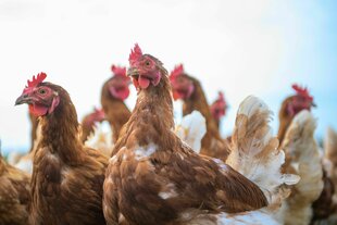 Eine Gruppe von Legehennen schaut neugierig in die Gegend
