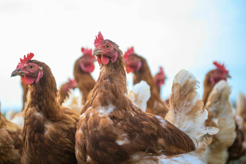 Eine Gruppe von Legehennen schaut neugierig in die Gegend