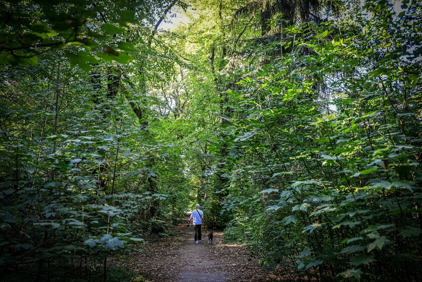Blick in einen üppig grünen Wald, eine Person geht spazieren, sie wirkt klein im Vergleich zur Natur