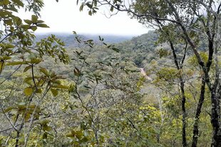 Im Vordergrund sind Bäume und Sträucher im Tucabaca-Reservat. Im Hintergrund sieht man eine hügelige, waldige Landschaft sowie einen schmalen Weg, mittig im Bild. Der Himmel ist nebelig.