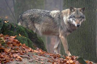 Ein Wolf im Wald