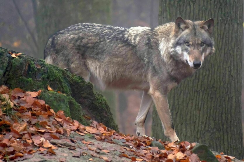 Ein Wolf im Wald