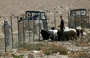Schafe grasen an einem Zaun, der von Soldaten bewacht wird